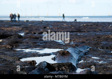 Forêt Pétrifiée préhistoriques découverts sur la plage de Redcar, UK, par la tempête Emma attire des centaines de visiteurs de voir les arbres fossilisés et naufrage Banque D'Images