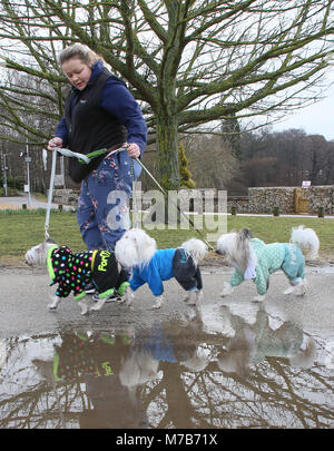 Les chiens avec leurs propriétaires arrivant à Crufts 2018 Banque D'Images