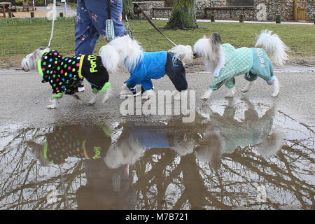 Les chiens avec leurs propriétaires arrivant à Crufts 2018 Banque D'Images