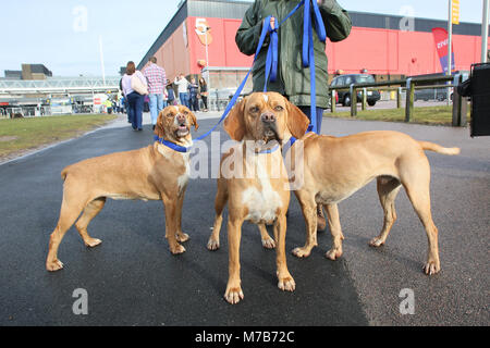 Les chiens avec leurs propriétaires arrivant à Crufts 2018 Banque D'Images