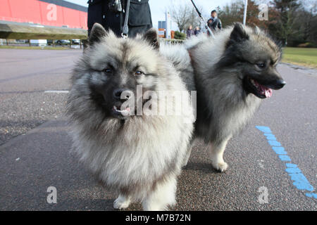 Les chiens avec leurs propriétaires arrivant à Crufts 2018 Banque D'Images