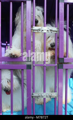 Les chiens avec leurs propriétaires arrivant à Crufts 2018 Banque D'Images