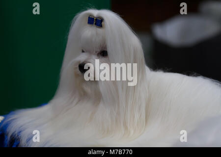 Birmingham, UK,10 mars 2018,à Crufts maltais au NEC de Birmingham. Le plus grand spectacle annuel de chien dans le monde où plus de 22 000 chiens en compétition pour le célèbre titre de Crufts Best in show champion. Il y a également des centaines de stands commerciaux pour parcourir avec tout pour les amateurs de chiens. Toute personne qui envisage d'acheter un chiot peut répondre à plus de 200 chiens de races différentes à la découverte. chien Le spectacle s'étend jusqu'au 11 mars 2018 et est une journée en famille©Keith Larby/Alamy Live News Banque D'Images