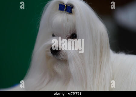 Birmingham, UK,10 mars 2018,à Crufts maltais au NEC de Birmingham. Le plus grand spectacle annuel de chien dans le monde où plus de 22 000 chiens en compétition pour le célèbre titre de Crufts Best in show champion. Il y a également des centaines de stands commerciaux pour parcourir avec tout pour les amateurs de chiens. Toute personne qui envisage d'acheter un chiot peut répondre à plus de 200 chiens de races différentes à la découverte. chien Le spectacle s'étend jusqu'au 11 mars 2018 et est une journée en famille©Keith Larby/Alamy Live News Banque D'Images