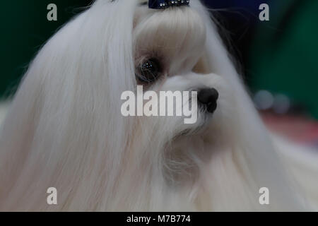 Birmingham, UK,10 mars 2018,à Crufts maltais au NEC de Birmingham. Le plus grand spectacle annuel de chien dans le monde où plus de 22 000 chiens en compétition pour le célèbre titre de Crufts Best in show champion. Il y a également des centaines de stands commerciaux pour parcourir avec tout pour les amateurs de chiens. Toute personne qui envisage d'acheter un chiot peut répondre à plus de 200 chiens de races différentes à la découverte. chien Le spectacle s'étend jusqu'au 11 mars 2018 et est une journée en famille©Keith Larby/Alamy Live News Banque D'Images