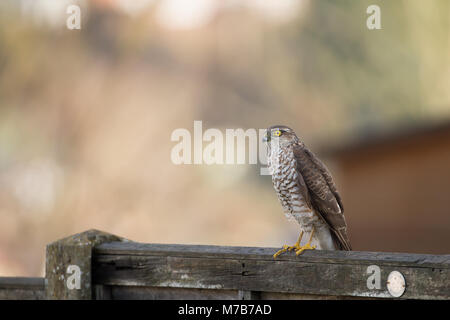 Kidderminster, UK. 10 mars, 2018. Météo France : avec lumineux, clair matin, un-rarement vu oiseau de proie, le Royaume-Uni huppé (Accipiter nisus) est repéré isolé sur un jardin clôture à Kidderminster profitant du soleil tôt. Hudson Lee Crédit/Alamy Live News Banque D'Images