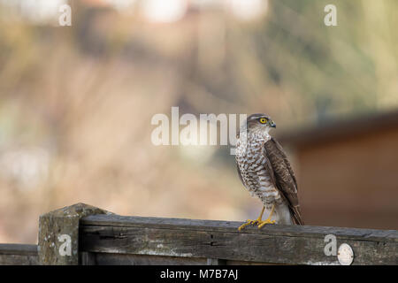 Kidderminster, UK. 10 mars, 2018. Météo France : avec lumineux, clair matin, un-rarement vu oiseau de proie, le Royaume-Uni huppé (Accipiter nisus) est repéré isolé sur un jardin clôture à Kidderminster profitant du soleil tôt. Hudson Lee Crédit/Alamy Live News Banque D'Images