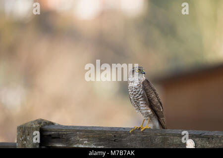 Kidderminster, UK. 10 mars, 2018. Météo France : avec lumineux, clair matin, un-rarement vu oiseau de proie, le Royaume-Uni huppé (Accipiter nisus) est repéré isolé sur un jardin clôture à Kidderminster profitant du soleil tôt. Hudson Lee Crédit/Alamy Live News Banque D'Images