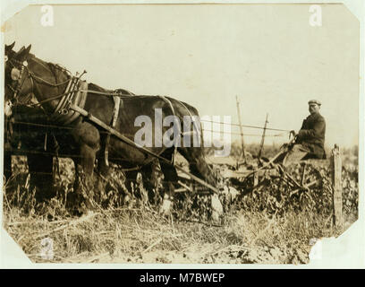 Un extracteur-betterave Giddings, tirée par 4 chevaux. Les deux couteaux passent le long des côtés des rangs de betteraves et desserrer le sol, mais ils n'ont pas tirer les betteraves - les travailleurs terminer à la main en tirant, LOC CLB.00351 Banque D'Images