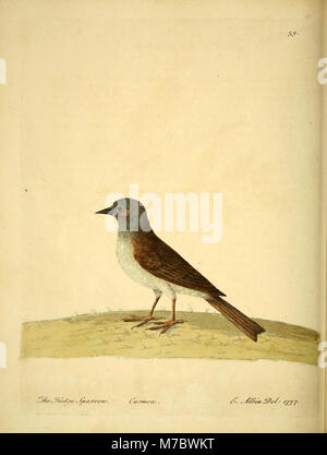 Une histoire naturelle des oiseaux - illustré avec une centaine et l'un des plaques de cuivre gravées, curieusement de la vie (1731) (14747993984) Banque D'Images