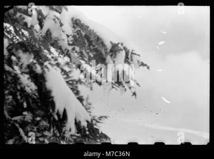 Cette photographie représente les cèdres du Liban couverts de neige, mettant en valeur la beauté naturelle emblématique du paysage montagneux du Liban en hiver. Banque D'Images