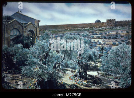Une vue du jardin de Gethsémani à Jérusalem, montrant le mur de la ville et la porte d'Or. L'image est cataloguée sous LOC matpc.22810 et capture un lieu religieux et historique important. Banque D'Images