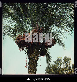 Une vue rapprochée des palmiers dattiers montre les dates poussant sur l'arbre. Cette photographie souligne l’importance agricole de la plante et la culture des dattes comme culture. Banque D'Images
