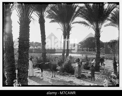 L'Égypte. Types d'agriculture. Champs de maïs & palmgrove (pyramides vu(thro ugh) palms) LOC.03864 matpc Banque D'Images