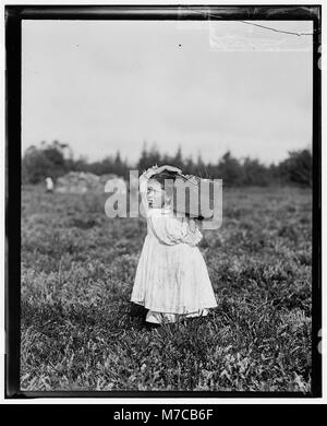 Une image de Jennie Camillo, huit ans, de West Maniyunk, Pennsylvanie, cueillant des canneberges à Theodore Budd's Bog à Turkeytown. La photographie met en évidence l'activité estivale rurale de la récolte de canneberges. Banque D'Images