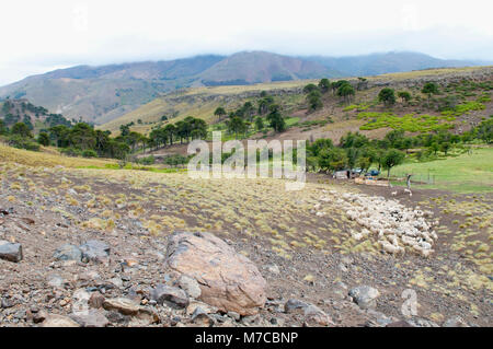 Troupeau de moutons paissant sur une colline, le Villa Pehuenia Neuquen, Argentine, Province Banque D'Images