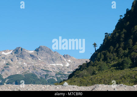 Pehuen arbres sur une colline, Neuquen, Argentine Province Banque D'Images