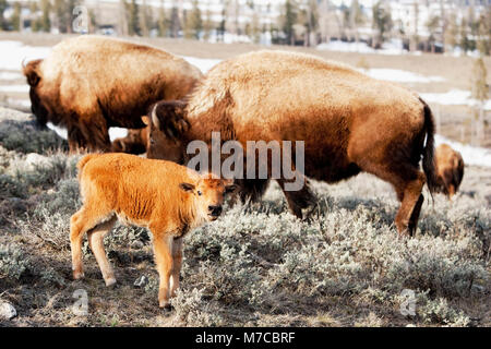 Le bison d'Amérique (Bison bison) dans une forêt, parc national de Yellowstone, Wyoming, USA Banque D'Images