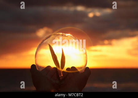 Les mains tenant un arbrisseau à l'intérieur d'une boule de cristal au coucher du soleil, Miami Beach, Florida, USA Banque D'Images