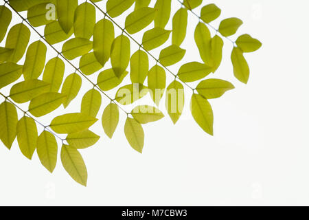 Close-up de feuilles vertes Banque D'Images