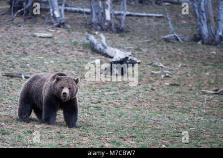 Cub ours brun (Ursus arctos) marche dans une forêt, parc national de Yellowstone, Wyoming, USA Banque D'Images