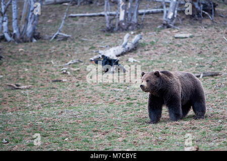 Cub ours brun (Ursus arctos) marche dans une forêt, parc national de Yellowstone, Wyoming, USA Banque D'Images