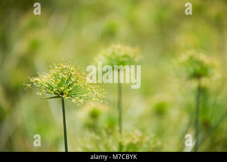 Close-up de Cyperus papyrus fleurs Banque D'Images