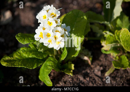 Des fleurs sur une plante Banque D'Images