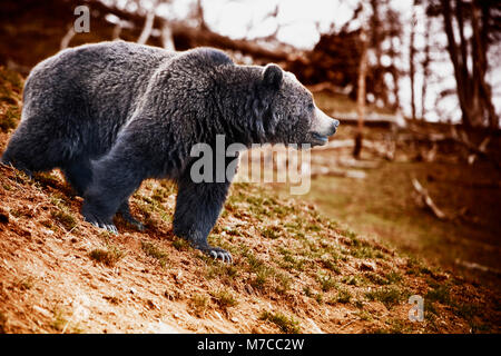 Cub ours brun (Ursus arctos) marche dans une forêt, parc national de Yellowstone, Wyoming, USA Banque D'Images