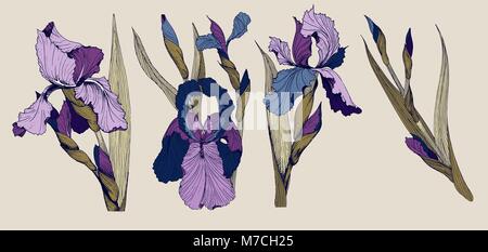 Iris fleurs vector clip art ensemble de quatre isolatet botanique toile de joie images Illustration de Vecteur