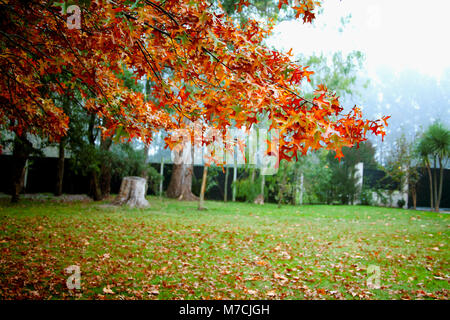 Arbre d'érable à l'automne dans un parc Banque D'Images