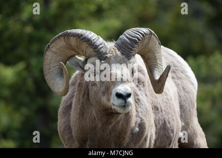 Vieux Rocky Mountain Sheep ram, gros plan frontal avec arrière-plan de la forêt verte Banque D'Images