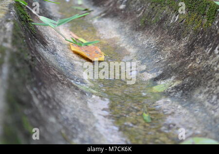 La nature en milieu urbain Banque D'Images