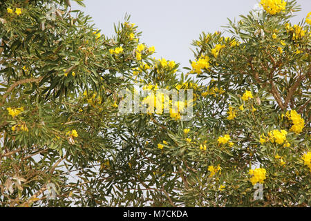 Arbre d'or, belle arbre à trompettes d'argent Banque D'Images