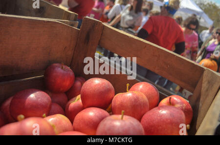 Pommes rouges s'asseoir dans un bac que les gens magasinent pendant un festival d'Apple Banque D'Images