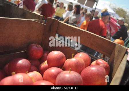 Pommes rouges s'asseoir dans un bac que les gens magasinent pendant un festival d'Apple Banque D'Images