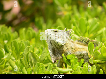 Iguane sauvage sur l'île de Cuacao Banque D'Images