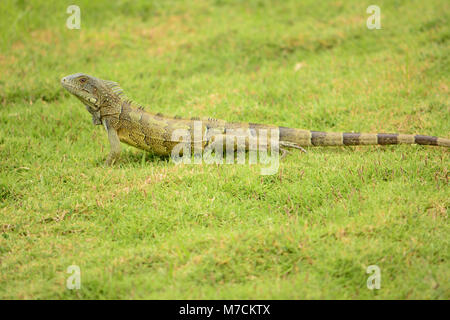 Iguane sauvage sur l'île de Cuacao Banque D'Images