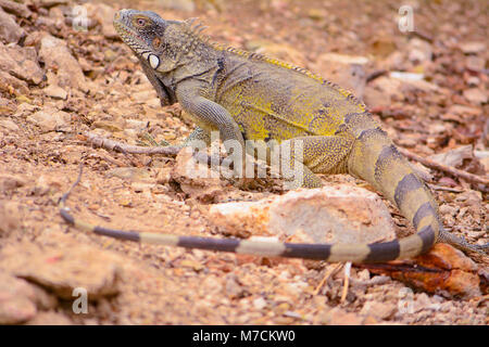 Iguane sauvage sur l'île de Cuacao Banque D'Images