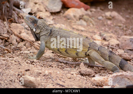 Iguane sauvage sur l'île de Cuacao Banque D'Images