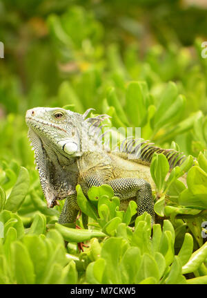 Iguane sauvage sur l'île de Cuacao Banque D'Images