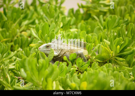 Iguane sauvage sur l'île de Cuacao Banque D'Images