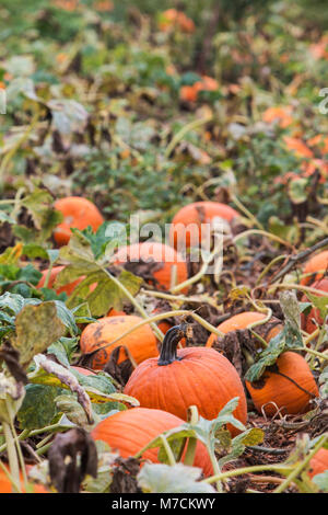 Citrouilles mûrs s'asseoir prêt à être cueillies dans un champ de citrouilles de la Géorgie. Banque D'Images