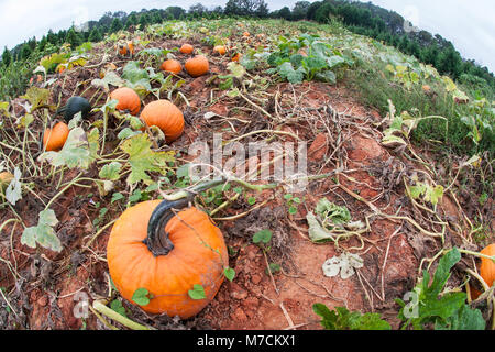 Les citrouilles encore attaché à la vigne attendent d'être cueillies dans la Géorgie de citrouilles. Banque D'Images