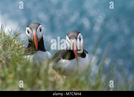 Deux curieux macareux qui surgit de leur trou sur la falaise Latrabjarg, Westfjords, SW de l'Islande. Banque D'Images