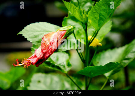 Hibiscus rouge ou rouge fleur Chaba toujours en forme de bourgeons en attente d'oranger Banque D'Images