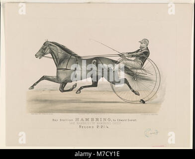 Une photographie de Bay Stallion Hambrino, un cheval élevé par Edward Everett, connu pour ses caractéristiques physiques et son pedigree remarquables. Banque D'Images