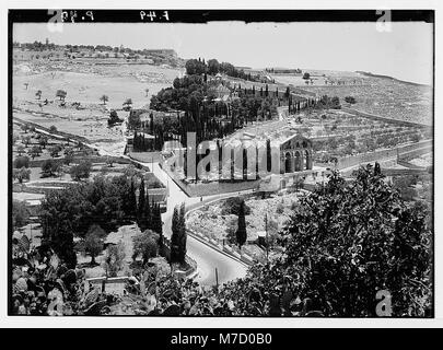 Une photographie montrant le jardin de Gethsémani sur les pentes inférieures du mont Olivet, avec la basilique nouvellement construite visible en arrière-plan. Banque D'Images