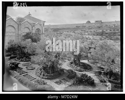 Cette image représente le jardin de Gethsémani, un site biblique important à Jérusalem. La scène capture la nature tranquille du jardin, connu pour son association avec les prières finales de Jésus-Christ avant sa crucifixion. Banque D'Images