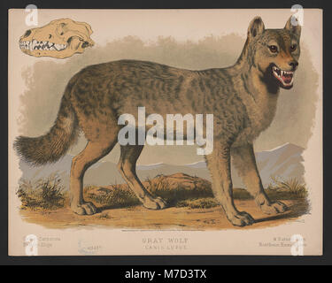 Le loup gris (Canis lupus) est un grand carnivore originaire d'Amérique du Nord et d'Eurasie, connu pour son comportement de meute et son rôle dans les écosystèmes en tant que prédateur supérieur. Son état de conservation varie selon les régions. Banque D'Images